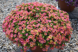 Chameleon Sunshine Berry Calibrachoa (Calibrachoa 'Wescachasube') at Lakeshore Garden Centres