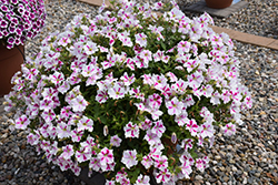BigDeal Flamenco Dancer Petunia (Petunia 'Wespeoutflada') at Lakeshore Garden Centres