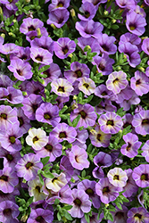 Chameleon Plum Cobbler Calibrachoa (Calibrachoa 'Wescachapluco') at Lakeshore Garden Centres