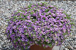 Chameleon Plum Cobbler Calibrachoa (Calibrachoa 'Wescachapluco') at Lakeshore Garden Centres