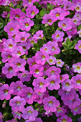 Chameleon Pink Passion Calibrachoa (Calibrachoa 'Wescachapipa') at Lakeshore Garden Centres