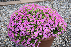 Chameleon Pink Passion Calibrachoa (Calibrachoa 'Wescachapipa') at Lakeshore Garden Centres