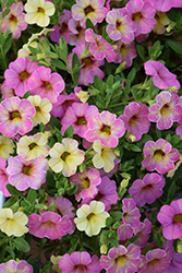 Chameleon Lemon Berry Calibrachoa (Calibrachoa 'Wescachalebe') at Lakeshore Garden Centres