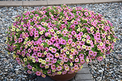Chameleon Lemon Berry Calibrachoa (Calibrachoa 'Wescachalebe') at Lakeshore Garden Centres