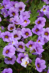 Chameleon Lavender Sorbet Calibrachoa (Calibrachoa 'Wescachalasoi') at Lakeshore Garden Centres