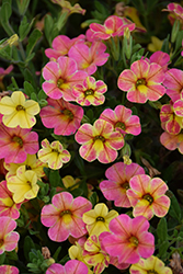 Chameleon Indian Summer Calibrachoa (Calibrachoa 'Wescachaminsu') at Lakeshore Garden Centres