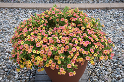 Chameleon Indian Summer Calibrachoa (Calibrachoa 'Wescachaminsu') at Lakeshore Garden Centres