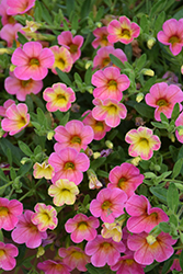 Chameleon Cherry Banana Calibrachoa (Calibrachoa 'Wescachacheba') at Lakeshore Garden Centres