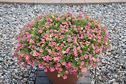 Chameleon Cherry Banana Calibrachoa (Calibrachoa 'Wescachacheba') at Lakeshore Garden Centres