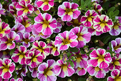 Candy Shop Fancy Berry Calibrachoa (Calibrachoa 'Candy Shop Fancy Berry') at Lakeshore Garden Centres