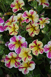 Candy Shop Candy Bouquet Calibrachoa (Calibrachoa 'Candy Shop Candy Bouquet') at Lakeshore Garden Centres