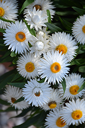 Cottage Ice Strawflower (Bracteantha 'Wesbracoice') at Lakeshore Garden Centres