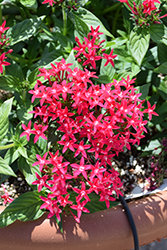 Falling Star Rose Star Flower (Pentas lanceolata 'Falling Star Rose') at Lakeshore Garden Centres