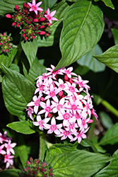 Falling Star Pink Bicolor Star Flower (Pentas lanceolata 'Falling Star Pink Bicolor') at Lakeshore Garden Centres