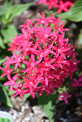 Falling Star Hot Pink Star Flower (Pentas lanceolata 'Falling Star Hot Pink') at Lakeshore Garden Centres