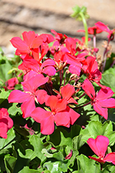 Caliente Magenta Geranium (Pelargonium 'Caliente Magenta') at Lakeshore Garden Centres