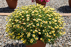 Grandessa Yellow Marguerite Daisy (Argyranthemum 'Grandessa Yellow') at Lakeshore Garden Centres