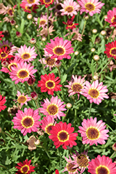 Grandessa Red Marguerite Daisy (Argyranthemum 'Grandessa Red') at Lakeshore Garden Centres