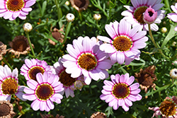 Grandessa Pink Halo Marguerite Daisy (Argyranthemum 'Grandessa Pink Halo') at Lakeshore Garden Centres