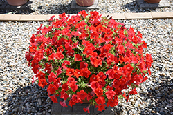 Surfinia Trailing Red Petunia (Petunia 'Surfinia Trailing Red') at Lakeshore Garden Centres