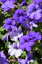 Surfinia Heavenly Blue Petunia (Petunia 'Surfinia Heavenly Blue') at Lakeshore Garden Centres