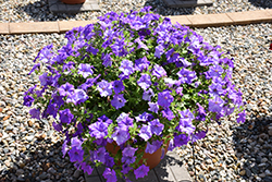 Surfinia Heavenly Blue Petunia (Petunia 'Surfinia Heavenly Blue') at Lakeshore Garden Centres
