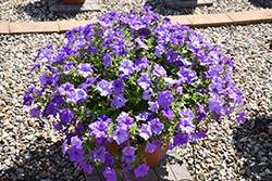 Surfinia Heavenly Blue Petunia (Petunia 'Surfinia Heavenly Blue') at A Very Successful Garden Center