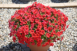 Surfinia Deep Red Petunia (Petunia 'Surfinia Deep Red') at Lakeshore Garden Centres