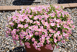 Surfinia Heartbeat Petunia (Petunia 'Surfinia Heartbeat') at Lakeshore Garden Centres