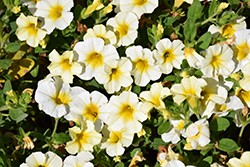 Million Bells Butter Pop Calibrachoa (Calibrachoa 'Million Bells Butter Pop') at Lakeshore Garden Centres