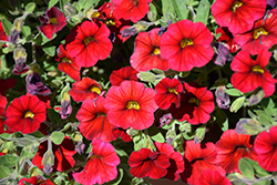 Million Bells Compact Deep Red Calibrachoa (Calibrachoa 'Million Bells Compact Deep Red') at Lakeshore Garden Centres