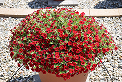 Million Bells Compact Deep Red Calibrachoa (Calibrachoa 'Million Bells Compact Deep Red') at Lakeshore Garden Centres