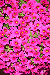 Million Bells Compact Brilliant Pink Calibrachoa (Calibrachoa 'Million Bells Compact Brilliant Pink') at Lakeshore Garden Centres