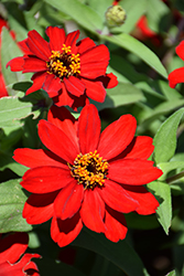 Profusion Red Zinnia (Zinnia 'Profusion Red') at Lakeshore Garden Centres