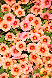 Unique Mango Punch Calibrachoa (Calibrachoa 'Unique Mango Punch') at Lakeshore Garden Centres