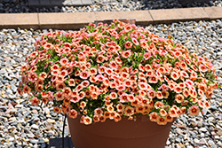 Unique Mango Punch Calibrachoa (Calibrachoa 'Unique Mango Punch') at Lakeshore Garden Centres