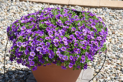 Unique Blue Violet Calibrachoa (Calibrachoa 'Unique Blue Violet') at Lakeshore Garden Centres