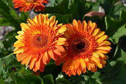 Patio Volcanoes Gerbera Daisy (Gerbera 'Patio Volcanoes') at Lakeshore Garden Centres