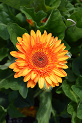 Patio Volcanoes Gerbera Daisy (Gerbera 'Patio Volcanoes') at Lakeshore Garden Centres