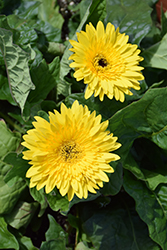 Patio Kruger Gerbera Daisy (Gerbera 'Patio Kruger') at Lakeshore Garden Centres