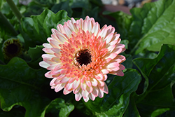 Patio Fundy Gerbera Daisy (Gerbera 'Patio Fundy') at Lakeshore Garden Centres