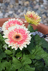 Patio Karoo Gerbera Daisy (Gerbera 'Patio Karoo') at Lakeshore Garden Centres