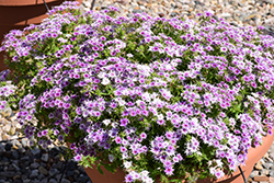 Popstars Blue Phlox (Phlox 'Popstars Blue') at Lakeshore Garden Centres