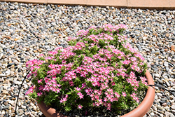 Popstars Rose with Eye Phlox (Phlox 'Popstars Rose with Eye') at Lakeshore Garden Centres