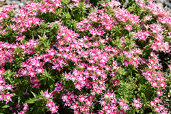 Popstars Rose with Eye Phlox (Phlox 'Popstars Rose with Eye') at Lakeshore Garden Centres