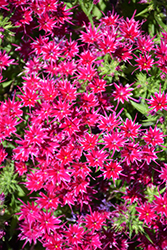 Popstars Purple Phlox (Phlox 'Popstars Purple') at Lakeshore Garden Centres