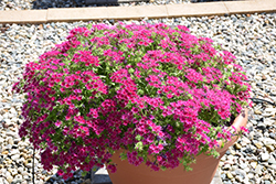 Popstars Purple Phlox (Phlox 'Popstars Purple') at Lakeshore Garden Centres