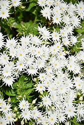 Popstars White Phlox (Phlox 'Popstars White') at Lakeshore Garden Centres