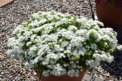 Popstars White Phlox (Phlox 'Popstars White') at Lakeshore Garden Centres