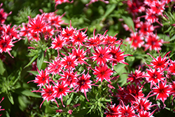 Popstars Red Phlox (Phlox 'Popstars Red') at Lakeshore Garden Centres